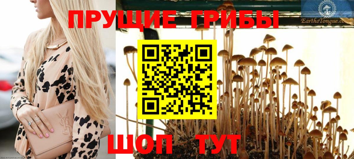 Псилоцибиновые грибы Cubensis Новочеркасск